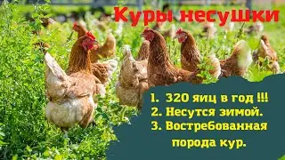 КУРЫ НЕСУШКИ | Порода кур Ломан Браун | Плюсы и минусы | КАК ВЫБРАТЬ хорошую курочку!!!