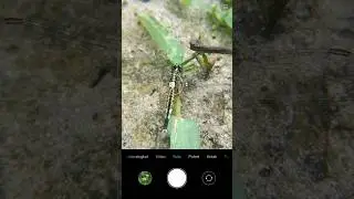 Foto makro capung dengan kamera hp