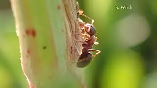 Aphids, Ants and Dipterans in urban Landscapes