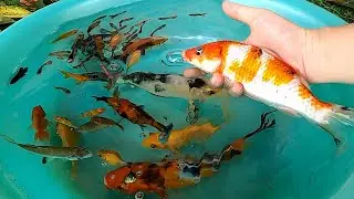 Angelfish PingPong Pearl Scale Goldfish Guppy Molly Fish Carp Bala Shark Koi animals Videos