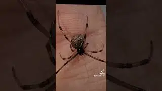 a video of some of the widow spiders I keep.