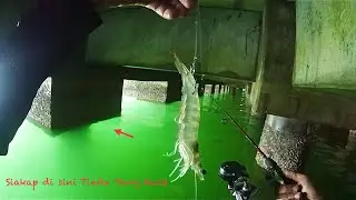 Jangan Cuba Pakai Tali Kecil Kalau Memancing Di Sini #82