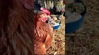 Лучший комбикорм