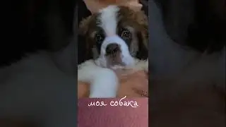 Моя собака – Наталия Лансере