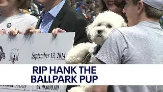 Brewers Hank the Ballpark Pup dies | FOX6 News Milwaukee