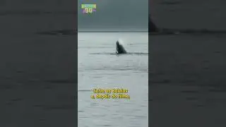 O FIM TRÁGICO DE FREE WILLY!