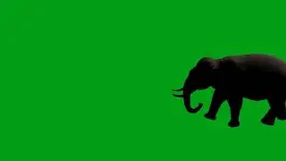 Elephant running green screen video | Copyright Free