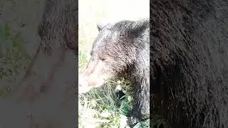 Медвежата антиподы. #russianbear