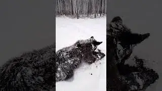 Не медведь а чудо - юдо.