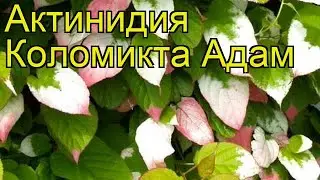 Актинидия коломикта Адам (Adam). Краткий обзор, описание характеристик, где купить саженцы