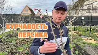 Как избежать курчавости персика 🍑