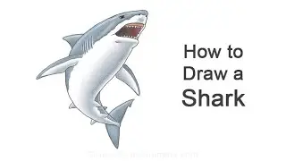 How to Draw a Shark