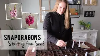 Starting Snapdragons from Seed for my Cut Flower Garden