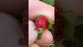 Tasting this strange wild berry 