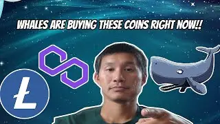 Crypto Whales are buying THESE COINS right now!!