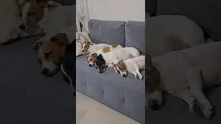 И как они это делают? #dog #jackrussellterrier #собака #джекрасселтерьер