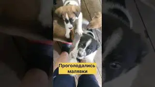 Усыновите щеночка из приграничья🙏. Отправим в Ваш город