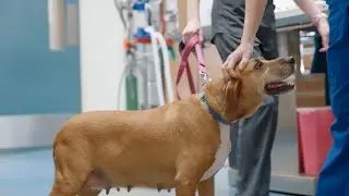 UF veterinary students gain skills, help animals at local shelter