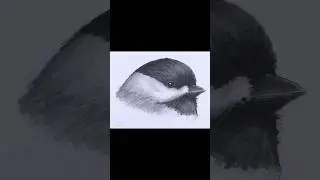 Chickadee Sketch (Pen and Markers) 