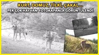 Manisa'da Kurtlar, Fotokapanla İlk Kez Sürü Halinde Görüntülendi