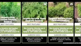 30 Clumping Bamboo Compared: Unique Features, Growth Conditions & Garden Uses (Non-invasive Bamboo)