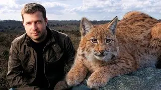 Дальнобойщик подобрал РЫСЬ на обочине и не пожалел об этом. Хищник отплатил сполна