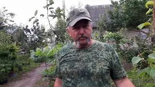 Какой подвой выбрать: семенной или вегетативный