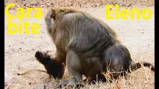 So Pity Eleno lost mom Elsa run follow Cara| Cara d0 bad bite baby s0 hard baby scare Cry.