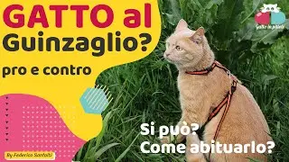 GATTO al Guinzaglio🐱 PRO e CONTRO. Come abituarlo?