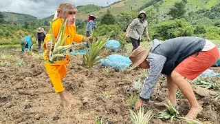 CUTIS helps farmers in village grow pineapples! Surprise meeting with a baby monkey