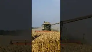 Самая высокая урожайность пшеницы в мире🚀 