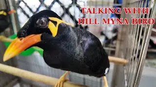 Amazing talking with Hill Myna Bird with sound