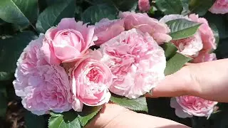 Розы в Курске. Курские диковинки - метельчатые гортензии!