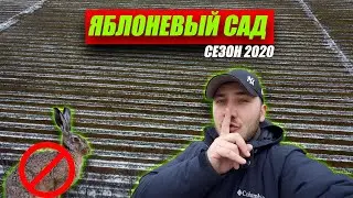 Яблоневый сад в Нижегородской области. Начало сезона 2020 / Антон Пермяков