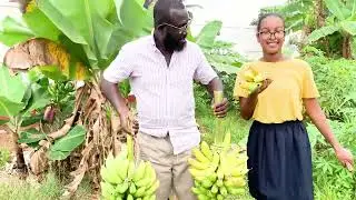 We Reaped A Double Banana Harvest In Our Home Garden, Kumasi, Ghana.