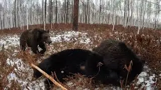 Медведица Маша звезда Ютуба.