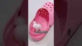 Маленькие  но злые породы собак 