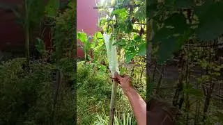 produksi biji pria