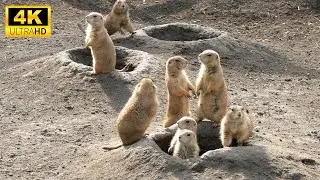 Explore The World Of Small Baby Animals With Relaxing Music, Baby Animals 4K (60FPS)  UHD
