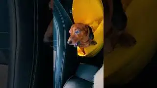 Такса скулит в машине. (dachshund whining in the car)