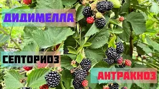Дидимелла и Антракноз. Две болезни - одна обработка.