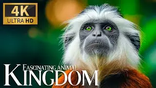 Fascinating Animal Kingdom 4K 🦓 Exquisite Forest Discovery with Smooth Piano Waves 🎵Peaceful