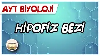 AYT Biyoloji | Hipofiz Bezi #sayfa30
