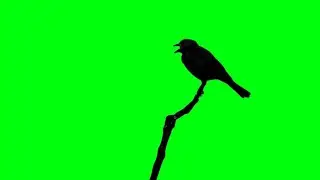 A Wild Bird Perched On Stem Green Screen Background Video Footage