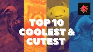 Top 10 Coolest & Cutest Animals in the World