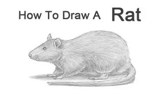 How to Draw a Rat