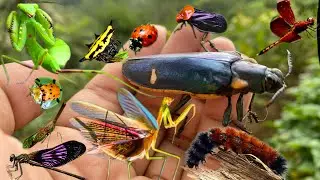 Unique jungle jewel beetle! Catch beautiful dragonflies, bugs, praying mantis