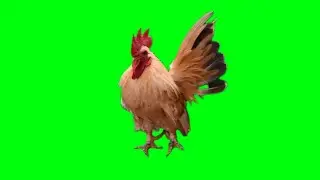 Rooster Chicken Isolated on Green Screen HD video Footage