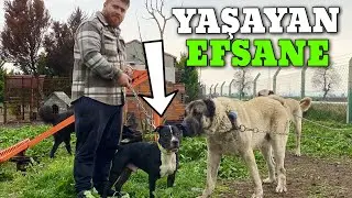 Just Got a New Male Pitbull – The Living Legend!