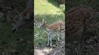 УЛЫБАЙТЕСЬ, ГОСПОДА💞